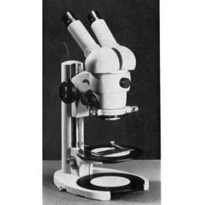 Stereomikroskop III